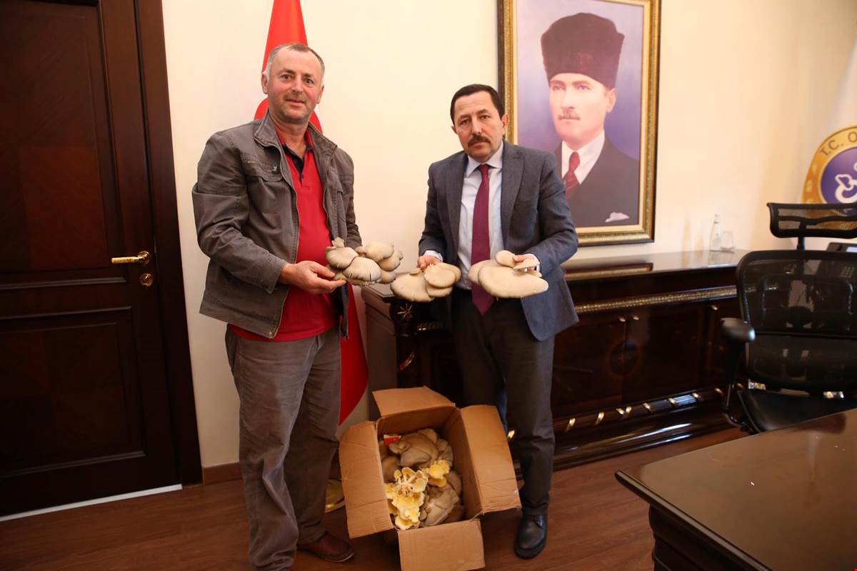 İSTİRİDYE MANTARI YETİŞTİRİCİLİĞİ YAYGINLAŞIYOR