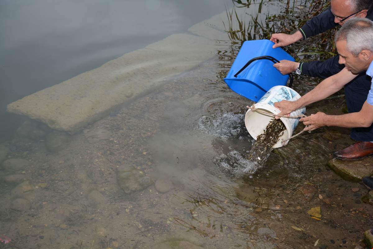 Gaga Gölüne 25 Bin Sazan Balığı Yavrusu Bırakıldı