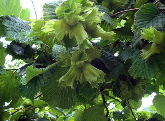 Hasadı Erken Yapılan Fındığın Verim ve Kalitesi Düşüyor